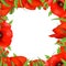 Red Poppy Frame