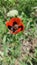 Red poppy in the grass