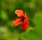 Red poppy on green background