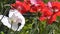 Red poppy on a green background. Close-up of poppies on a sunny day.