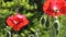 Red poppy on a green background. Close-up of poppies on a sunny day.