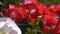 Red poppy on a green background. Close-up of poppies on a sunny day.