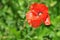 Red poppy on a green background.Decorative poppy on their summer cottage.Beautiful poppy freshness. Poppy, gentle movements in the