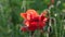 Red poppy on a green background.Green poppy buds.