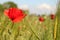 A red poppy and green barley in a field margin in holland in springtime