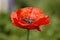 Red poppy on green field