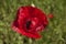 Red poppy among green grass