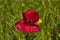 Red poppy among green grass