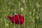 Red poppy among green grass