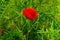 Red poppy in green grass jungle