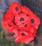 Red poppy has become a symbol of war remembrance