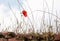 Red poppy and herbs in spring, white background