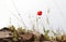 Red poppy and herbs in spring, white background