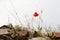 Red poppy and herbs in spring, white background