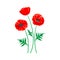 Red poppy illustration. Vector isolated flower on white.