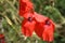 Red poppy - macro photo. Poppy seed head. Greenery in the background.