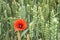 Red Poppy among maturing wheat