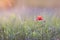 Red poppy on the meadow