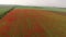 Red Poppy Meadow Among Farm Fields