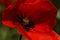 Red Poppy in the meadow. Papaver rhoeas Close Up