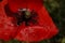 Red Poppy in the meadow. Papaver rhoeas Close Up