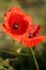 Red poppy in the morning sun