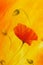 Red poppy on orange background. Red poppies. Red flower on abstract color background