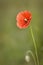 Red poppy papaver flower in field