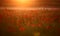 Red poppy Papaver rheas field