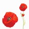 Red poppy (Papaver rhoeas)