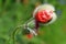 Red poppy, Papaver rhoeas L.