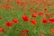 Red poppy Papaver Rhoeas L.. A field full of blooming red poppies.