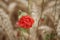 Red poppy - photo. Summer scene. Ripe Wheat in background.