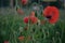 Red poppy, poppies, beautiful flowers, nature photography,