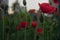 Red poppy, poppies, beautiful flowers, summer atmosphere