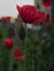 Red poppy, poppies, summer atmosphere, beautiful flowers