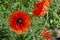 Red poppy in a private garden. Poppy flowers close-up. Jar with poppy seeds after flowering. Perennial plant in the summer