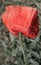 Red poppy and raindrops