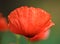 Red poppy, Red poppy close up on green grass background, single poppy, spring summer flower, peprina, red flower, poppy. Poppy flo