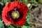 A red poppy for Remembrance Day