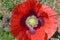 A red poppy for Remembrance Day