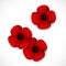 Red poppy remembrance day