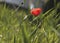 A red poppy resting in a green field