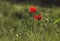 A red poppy resting in a green field