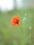 Red Poppy rising On the field