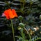 Red poppy, scientific name Papaver rhoeas in full bloom with green large bud capsules and a deliberately blurred background in a