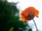 Red poppy, scientific name Papaver rhoeas in full bloom with green large bud capsules and a deliberately blurred background in a