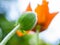 Red poppy, scientific name Papaver rhoeas in full bloom with green large bud capsules and a deliberately blurred background in a