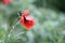 Red poppy shines in a green field.