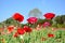 Red poppy shirley flower and blue sky background.